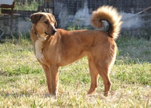 SKIOURINA, Hund, Mischlingshund in Griechenland - Bild 12