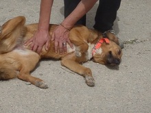 SKIOURINA, Hund, Mischlingshund in Griechenland - Bild 13