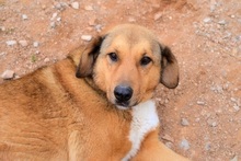 SKIOURINA, Hund, Mischlingshund in Griechenland - Bild 14