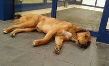 SKIOURINA, Hund, Mischlingshund in Griechenland - Bild 15