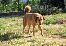 SKIOURINA, Hund, Mischlingshund in Griechenland - Bild 17