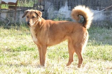 SKIOURINA, Hund, Mischlingshund in Griechenland - Bild 18