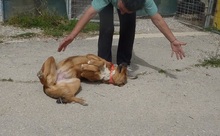SKIOURINA, Hund, Mischlingshund in Griechenland - Bild 19