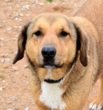 SKIOURINA, Hund, Mischlingshund in Griechenland - Bild 2