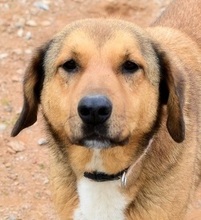 SKIOURINA, Hund, Mischlingshund in Griechenland - Bild 20