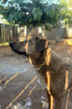 SKIOURINA, Hund, Mischlingshund in Griechenland - Bild 23