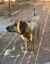 SKIOURINA, Hund, Mischlingshund in Griechenland - Bild 4