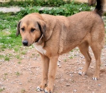 SKIOURINA, Hund, Mischlingshund in Griechenland - Bild 5