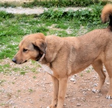 SKIOURINA, Hund, Mischlingshund in Griechenland - Bild 6