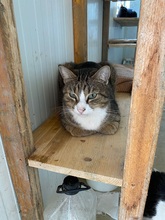 BENNY, Katze, Hauskatze in Rumänien - Bild 19