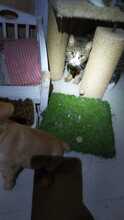 BENNY, Katze, Hauskatze in Rumänien - Bild 33