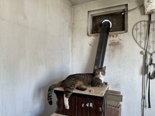 BENNY, Katze, Hauskatze in Rumänien - Bild 36