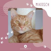 MIKOSCH, Katze, Europäisch Kurzhaar in Pinneberg - Bild 1