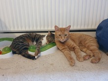 MIKOSCH, Katze, Europäisch Kurzhaar in Pinneberg - Bild 14