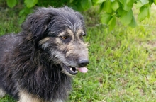 PEPPI, Hund, Mischlingshund in Kroatien - Bild 2