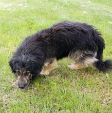 PEPPI, Hund, Mischlingshund in Kroatien - Bild 4