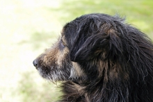 PEPPI, Hund, Mischlingshund in Kroatien - Bild 5