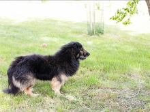 PEPPI, Hund, Mischlingshund in Kroatien - Bild 6