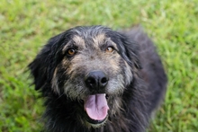 PEPPI, Hund, Mischlingshund in Kroatien - Bild 7