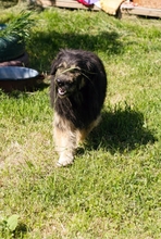 PEPPI, Hund, Mischlingshund in Kroatien - Bild 8