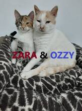 OZZY, Katze, Europäisch Kurzhaar in Bulgarien - Bild 1