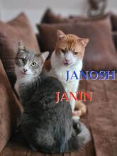 JANOSCH, Katze, Europäisch Kurzhaar in Burgdorf - Bild 1
