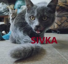 SIVKA, Katze, Russisch Blau-Mix in Bulgarien - Bild 1