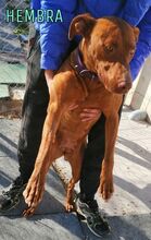 AZUL, Hund, Mischlingshund in Spanien - Bild 7