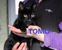 TOMO, Katze, Europäisch Kurzhaar in Bosnien und Herzegowina - Bild 1