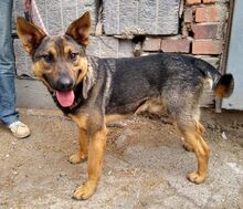 DENY, Hund, Mischlingshund in Slowakische Republik - Bild 3