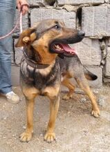 DENY, Hund, Mischlingshund in Slowakische Republik - Bild 4