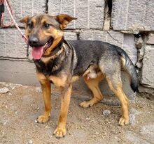 DENY, Hund, Mischlingshund in Slowakische Republik - Bild 5