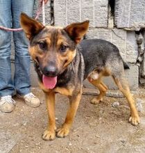DENY, Hund, Mischlingshund in Slowakische Republik - Bild 6