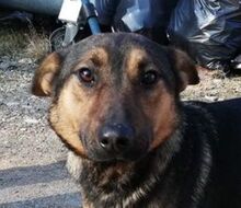 DENY, Hund, Mischlingshund in Slowakische Republik - Bild 7