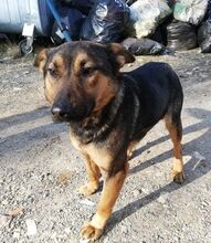 DENY, Hund, Mischlingshund in Slowakische Republik - Bild 8