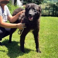 MIKA, Hund, Mischlingshund in Bulgarien - Bild 8