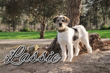 LASSIE, Hund, Mischlingshund in Landau - Bild 1
