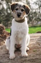 LASSIE, Hund, Mischlingshund in Landau - Bild 2