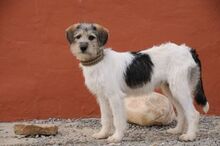 LASSIE, Hund, Mischlingshund in Landau - Bild 5