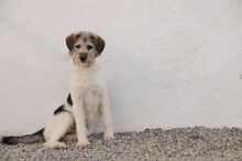 LASSIE, Hund, Mischlingshund in Landau - Bild 6