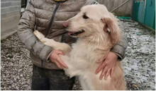 MEDO, Hund, Golden Retriever-Mix in Bosnien und Herzegowina - Bild 3