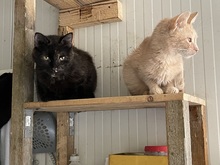 AMELIE, Katze, Hauskatze in Rumänien - Bild 26