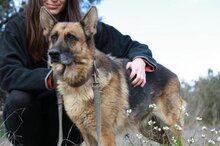 RADLER, Hund, Deutscher Schäferhund in Spanien - Bild 1