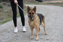 RADLER, Hund, Deutscher Schäferhund in Spanien - Bild 2