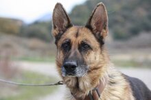 RADLER, Hund, Deutscher Schäferhund in Spanien - Bild 3