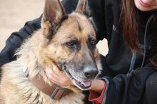 RADLER, Hund, Deutscher Schäferhund in Spanien - Bild 4