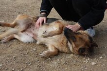 RADLER, Hund, Deutscher Schäferhund in Spanien - Bild 5