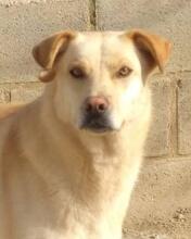 DAMARIS, Hund, Mischlingshund in Spanien - Bild 1