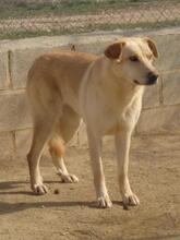 DAMARIS, Hund, Mischlingshund in Spanien - Bild 3