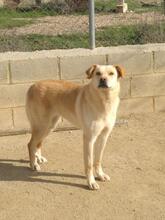 DAMARIS, Hund, Mischlingshund in Spanien - Bild 5